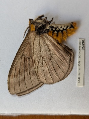  ( - BC-MNHN-LEP05498)  @11 [ ] CCby (2025) Rodolphe Rougerie Museum national d'Histoire naturelle, Paris