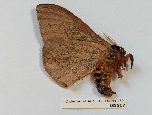  ( - BC-MNHN-LEP05517)  @11 [ ] CCby (2025) Rodolphe Rougerie Museum national d'Histoire naturelle, Paris