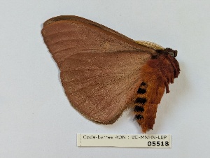  ( - BC-MNHN-LEP05518)  @11 [ ] CCby (2025) Rodolphe Rougerie Museum national d'Histoire naturelle, Paris