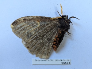  ( - BC-MNHN-LEP05534)  @11 [ ] CCby (2025) Rodolphe Rougerie Museum national d'Histoire naturelle, Paris