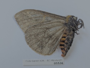  ( - BC-MNHN-LEP05536)  @11 [ ] CCby (2025) Rodolphe Rougerie Museum national d'Histoire naturelle, Paris