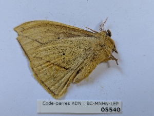  ( - BC-MNHN-LEP05540)  @11 [ ] CCby (2025) Rodolphe Rougerie Museum national d'Histoire naturelle, Paris