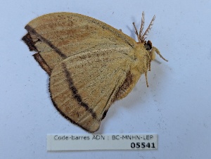  ( - BC-MNHN-LEP05541)  @11 [ ] CCby (2025) Rodolphe Rougerie Museum national d'Histoire naturelle, Paris