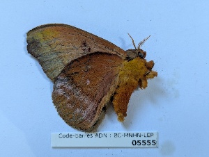  ( - BC-MNHN-LEP05555)  @11 [ ] CCby (2025) Rodolphe Rougerie Museum national d'Histoire naturelle, Paris