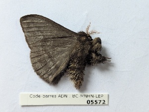  ( - BC-MNHN-LEP05572)  @11 [ ] CCby (2025) Rodolphe Rougerie Museum national d'Histoire naturelle, Paris