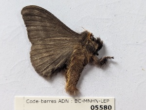  ( - BC-MNHN-LEP05580)  @11 [ ] CCby (2025) Rodolphe Rougerie Museum national d'Histoire naturelle, Paris