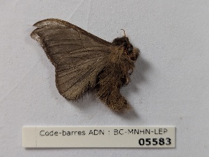  ( - BC-MNHN-LEP05583)  @11 [ ] CCby (2025) Rodolphe Rougerie Museum national d'Histoire naturelle, Paris