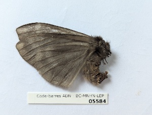  ( - BC-MNHN-LEP05584)  @11 [ ] CCby (2025) Rodolphe Rougerie Museum national d'Histoire naturelle, Paris