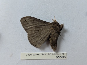  ( - BC-MNHN-LEP05585)  @11 [ ] CCby (2025) Rodolphe Rougerie Museum national d'Histoire naturelle, Paris