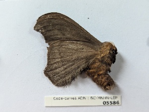  ( - BC-MNHN-LEP05586)  @11 [ ] CCby (2025) Rodolphe Rougerie Museum national d'Histoire naturelle, Paris