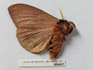  ( - BC-MNHN-LEP05607)  @11 [ ] CCby (2025) Rodolphe Rougerie Museum national d'Histoire naturelle, Paris