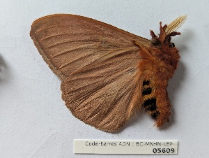  ( - BC-MNHN-LEP05609)  @11 [ ] CCby (2025) Rodolphe Rougerie Museum national d'Histoire naturelle, Paris