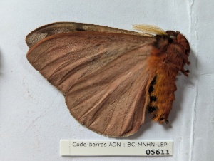  ( - BC-MNHN-LEP05611)  @11 [ ] CCby (2025) Rodolphe Rougerie Museum national d'Histoire naturelle, Paris