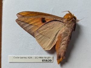  ( - BC-MNHN-LEP05620)  @11 [ ] CCby (2025) Rodolphe Rougerie Museum national d'Histoire naturelle, Paris