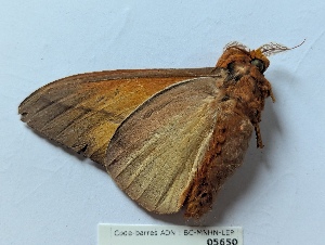  ( - BC-MNHN-LEP05650)  @11 [ ] CCby (2025) Rodolphe Rougerie Museum national d'Histoire naturelle, Paris