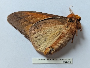  ( - BC-MNHN-LEP05651)  @11 [ ] CCby (2025) Rodolphe Rougerie Museum national d'Histoire naturelle, Paris