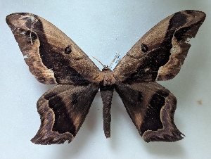  ( - BC-MNHN-LEP05098)  @11 [ ] CCby (2025) Rodolphe Rougerie Museum national d'Histoire naturelle, Paris