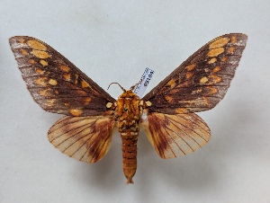  ( - BC-MNHN-LEP05104)  @11 [ ] CCby (2025) Rodolphe Rougerie Museum national d'Histoire naturelle, Paris