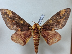  ( - BC-MNHN-LEP05105)  @11 [ ] CCby (2025) Rodolphe Rougerie Museum national d'Histoire naturelle, Paris