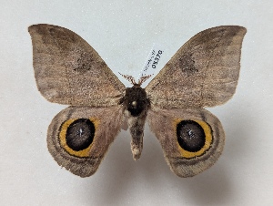  ( - BC-MNHN-LEP05370)  @11 [ ] CCby (2025) Rodolphe Rougerie Museum national d'Histoire naturelle, Paris