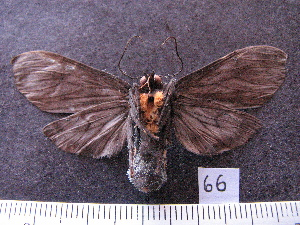  (Pachydota affinis sp. MMZ02 - MMZ0666)  @12 [ ] CreativeCommons - Attribution Non-Commercial (2011) Mauricio M. Zenker Universidade Federal do Parana