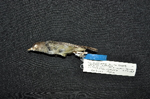 (Aethomyias spilodera - LGR-128.2)  @11 [ ] CreativeCommons  Attribution Non-Commercial Share-Alike (2111) Hidayat Hashari Indonesian Institute of Sciences, Museum Zoologicum Bogoriense
