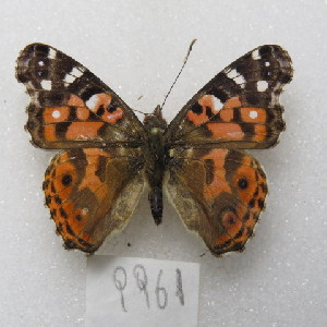  ( - MACN-Bar-Lep-ct-09961)  @11 [ ] Copyright (2024) MACN Museo Argentino de Ciencias Naturales "Bernardino Rivadavia"