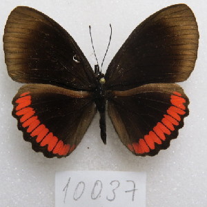  (Biblis hyperia nectanabis - MACN-Bar-Lep-ct-10037)  @11 [ ] Copyright (2025) MACN Museo Argentino de Ciencias Naturales "Bernardino Rivadavia"