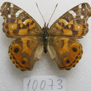  ( - MACN-Bar-Lep-ct-10073)  @11 [ ] Copyright (2025) MACN Museo Argentino de Ciencias Naturales "Bernardino Rivadavia"