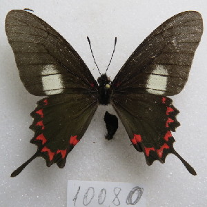  (Eurytides lysithous rurik - MACN-Bar-Lep-ct-10080)  @11 [ ] Copyright (2025) MACN Museo Argentino de Ciencias Naturales "Bernardino Rivadavia"