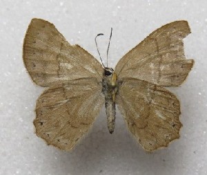  (Euselasia eucerus - MACN-Bar-Lep-ct-10104)  @11 [ ] Copyright (2025) MACN Museo Argentino de Ciencias Naturales "Bernardino Rivadavia"