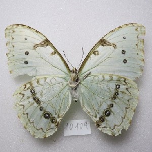  ( - MACN-Bar-Lep-ct-10109)  @11 [ ] Copyright (2025) MACN Museo Argentino de Ciencias Naturales "Bernardino Rivadavia"