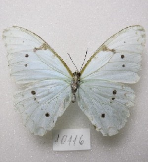  ( - MACN-Bar-Lep-ct-10116)  @11 [ ] Copyright (2025) MACN Museo Argentino de Ciencias Naturales "Bernardino Rivadavia"