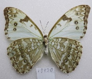  ( - MACN-Bar-Lep-ct-10120)  @11 [ ] Copyright (2025) MACN Museo Argentino de Ciencias Naturales "Bernardino Rivadavia"