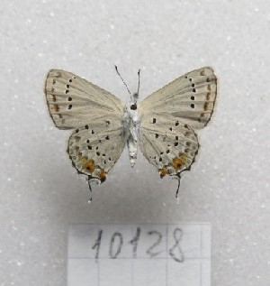  (Strymon rana - MACN-Bar-Lep-ct-10128)  @11 [ ] Copyright (2025) MACN Museo Argentino de Ciencias Naturales "Bernardino Rivadavia"