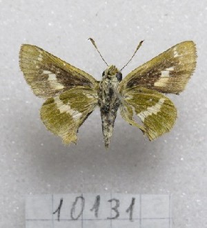  (Metron fasciata - MACN-Bar-Lep-ct-10131)  @11 [ ] Copyright (2025) MACN Museo Argentino de Ciencias Naturales "Bernardino Rivadavia"