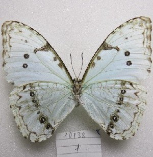  ( - MACN-Bar-Lep-ct-10138)  @11 [ ] Copyright (2025) MACN Museo Argentino de Ciencias Naturales "Bernardino Rivadavia"