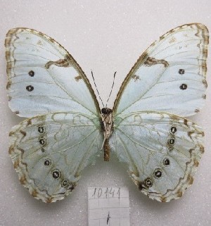  ( - MACN-Bar-Lep-ct-10141)  @11 [ ] Copyright (2025) MACN Museo Argentino de Ciencias Naturales "Bernardino Rivadavia"