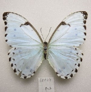  ( - MACN-Bar-Lep-ct-10144)  @11 [ ] Copyright (2025) MACN Museo Argentino de Ciencias Naturales "Bernardino Rivadavia"