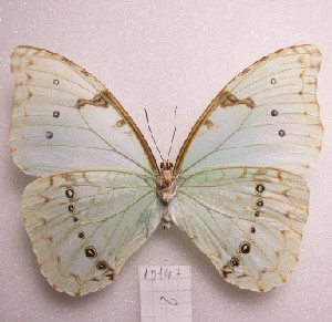  ( - MACN-Bar-Lep-ct-10147)  @11 [ ] Copyright (2025) MACN Museo Argentino de Ciencias Naturales "Bernardino Rivadavia"