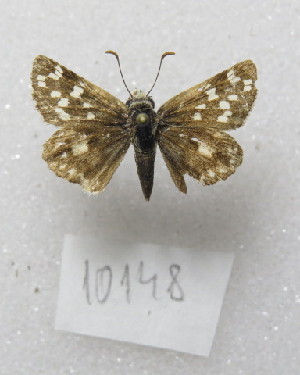  ( - MACN-Bar-Lep-ct-10148)  @11 [ ] Copyright (2025) MACN Museo Argentino de Ciencias Naturales "Bernardino Rivadavia"