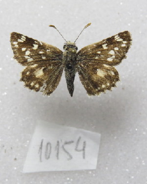  ( - MACN-Bar-Lep-ct-10154)  @11 [ ] Copyright (2025) MACN Museo Argentino de Ciencias Naturales "Bernardino Rivadavia"