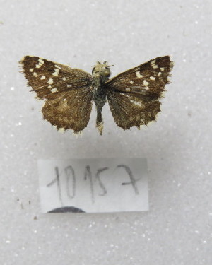  ( - MACN-Bar-Lep-ct-10157)  @11 [ ] Copyright (2025) MACN Museo Argentino de Ciencias Naturales "Bernardino Rivadavia"