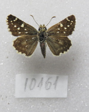  ( - MACN-Bar-Lep-ct-10161)  @11 [ ] Copyright (2025) MACN Museo Argentino de Ciencias Naturales "Bernardino Rivadavia"