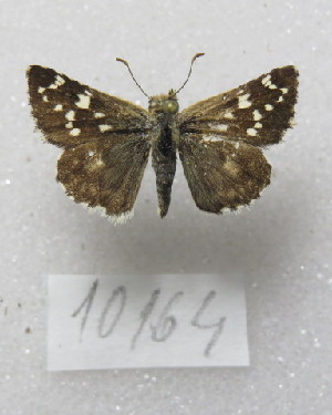  ( - MACN-Bar-Lep-ct-10164)  @11 [ ] Copyright (2025) MACN Museo Argentino de Ciencias Naturales "Bernardino Rivadavia"