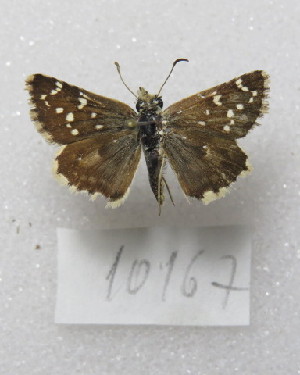  ( - MACN-Bar-Lep-ct-10167)  @11 [ ] Copyright (2025) MACN Museo Argentino de Ciencias Naturales "Bernardino Rivadavia"