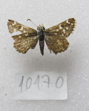  ( - MACN-Bar-Lep-ct-10170)  @11 [ ] Copyright (2025) MACN Museo Argentino de Ciencias Naturales "Bernardino Rivadavia"