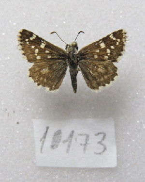  ( - MACN-Bar-Lep-ct-10173)  @11 [ ] Copyright (2025) MACN Museo Argentino de Ciencias Naturales "Bernardino Rivadavia"