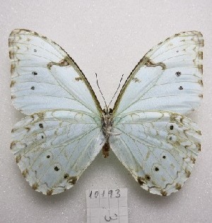  ( - MACN-Bar-Lep-ct-10193)  @11 [ ] Copyright (2025) MACN Museo Argentino de Ciencias Naturales "Bernardino Rivadavia"