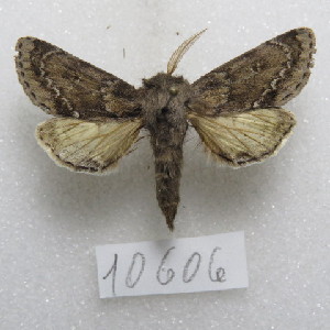  (Neobourquinia - MACN-Bar-Lep-ct-10606)  @11 [ ] Copyright (2026) MACN Museo Argentino de Ciencias Naturales "Bernardino Rivadavia"